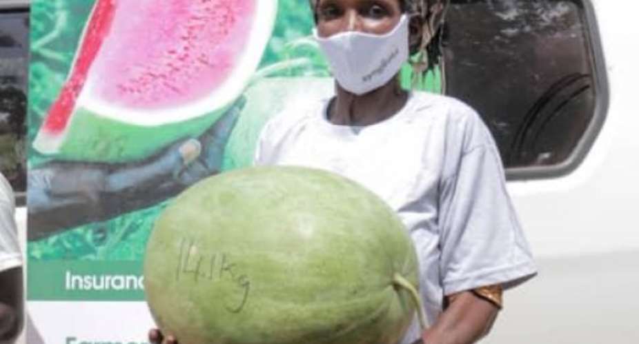 High Yielding Watermelon Seed Introduced To Farmers