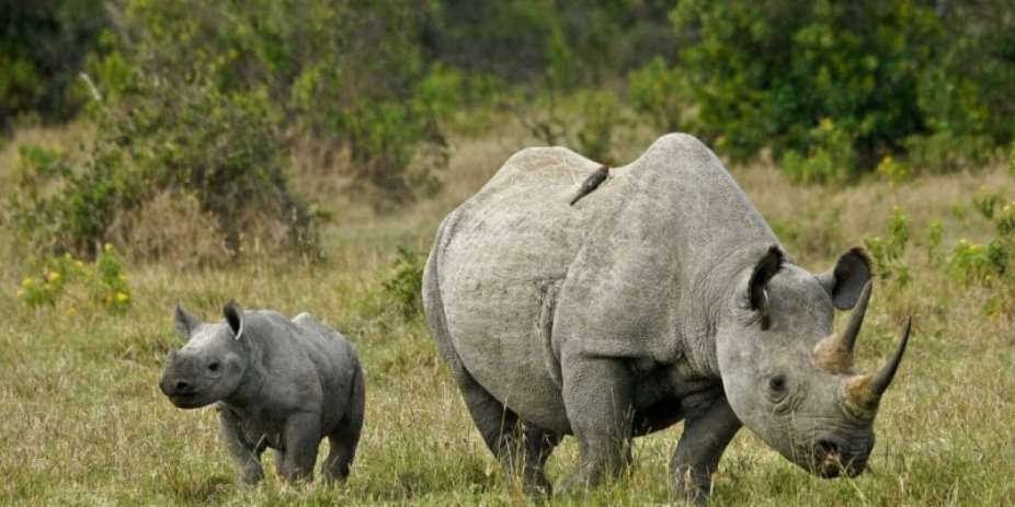 Technology Gives Hope To Africas Endangered Northern White Rhinos