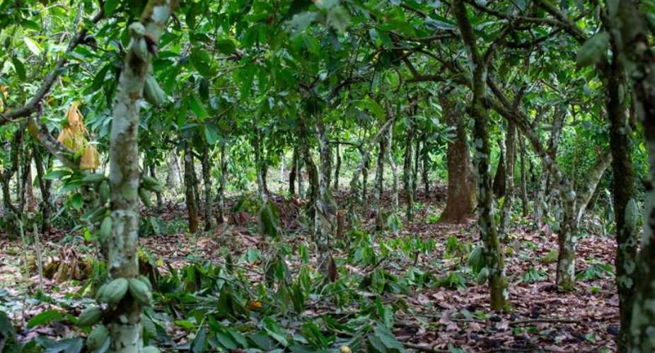 A cocoa farm in Ghana’s Eastern Region with traditional intercropping amid threats from illegal mining and regulations. Photo: Festus Randy Jackson-Davis