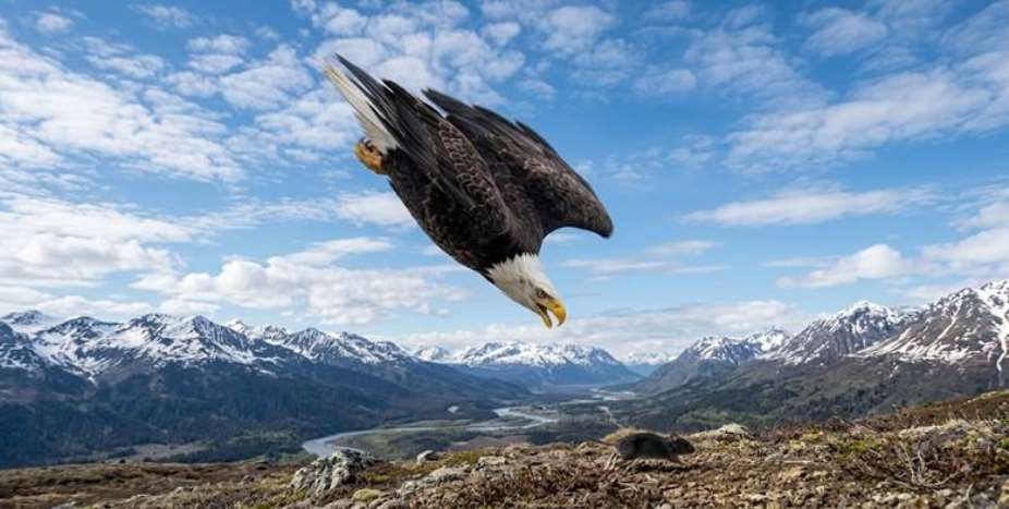 The Eagle’s Hard Choice