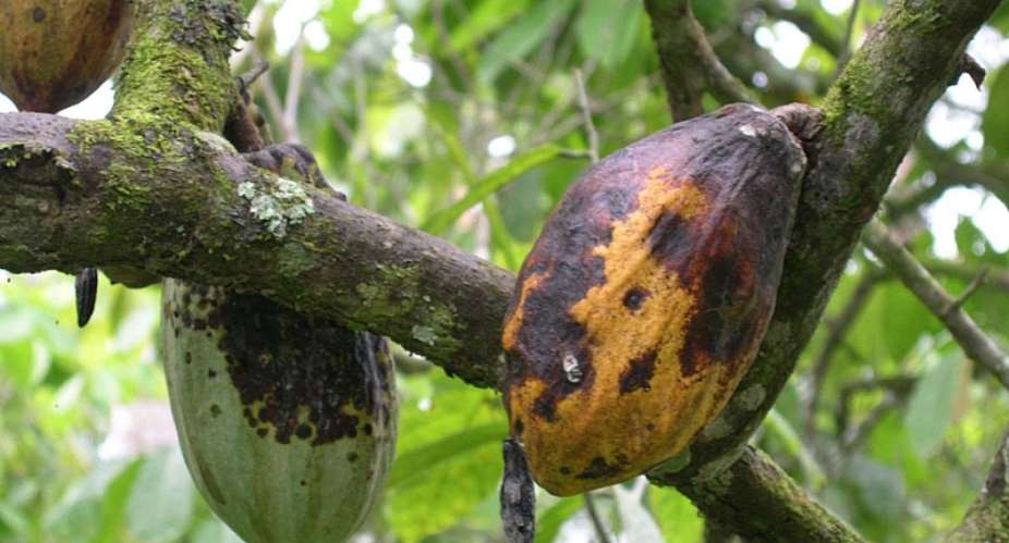 Govt To Embark On Rehabilitation Exercise To Cut Down Infected Cocoa Trees