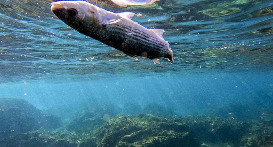 A dead fish floats in the Mediterranean Sea in the Gador sea reserve, northern Israel, on 29 October, 2022. Climate change, invasive species and human activity are threatening what remains of the eastern Mediterraneans severely impacted ecosystems. -  AP Photo/Ariel Schalit