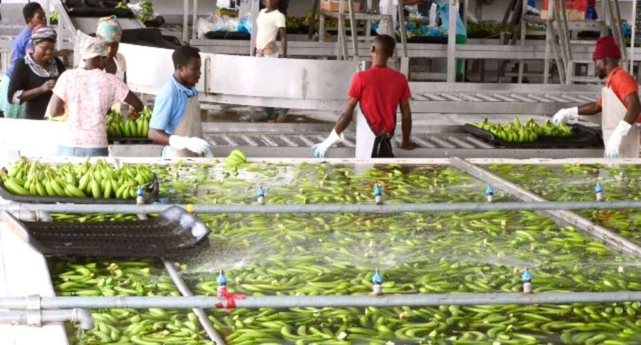Chaos At Tema Port Affecting Fresh Fruit Exports