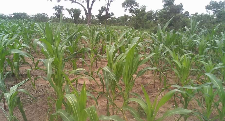 High Fertilizer Prices and Drought Will Force The Poor Maize Farmer to Buy Maize to Feed His Family