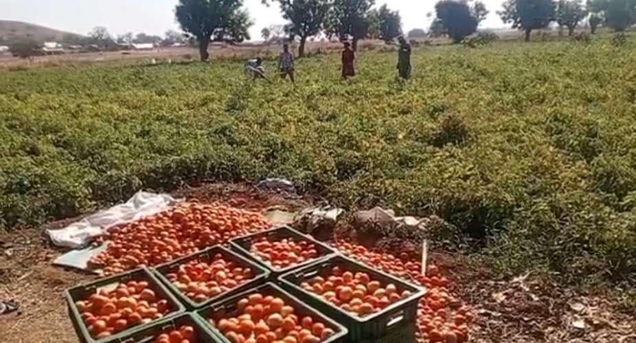 Farmate Limited Partners Government to Cultivate 1,500 Acres of Tomatoes in Upper East Region