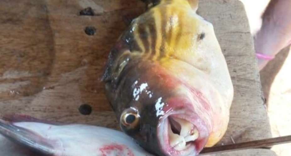 Four die in Alavanyo after eating strange fish