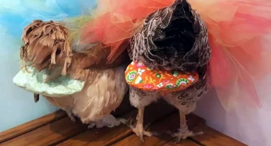 The Surprisingly Successful Business Of Luxury Chicken Diapers