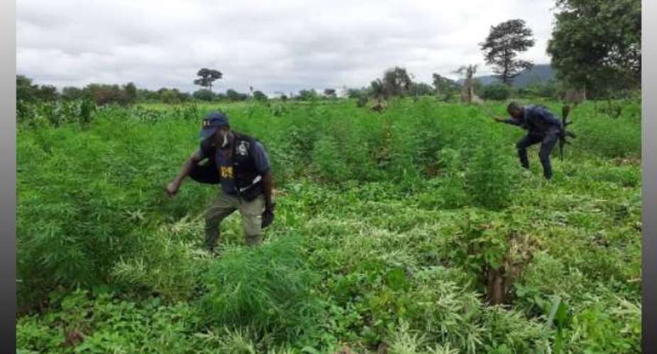 14 arrested over alleged cultivation and distribution of ‘wee’ in Nabdam