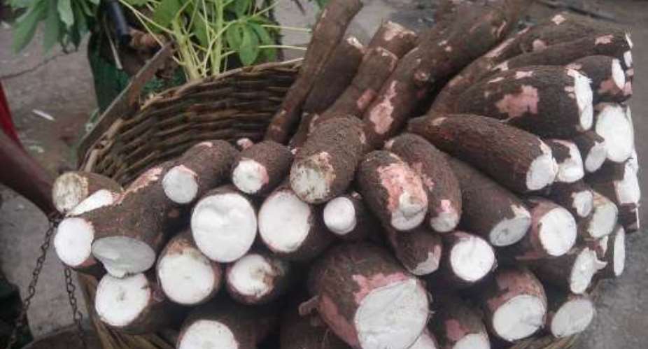 Cassava glut causes price fall in KEEA