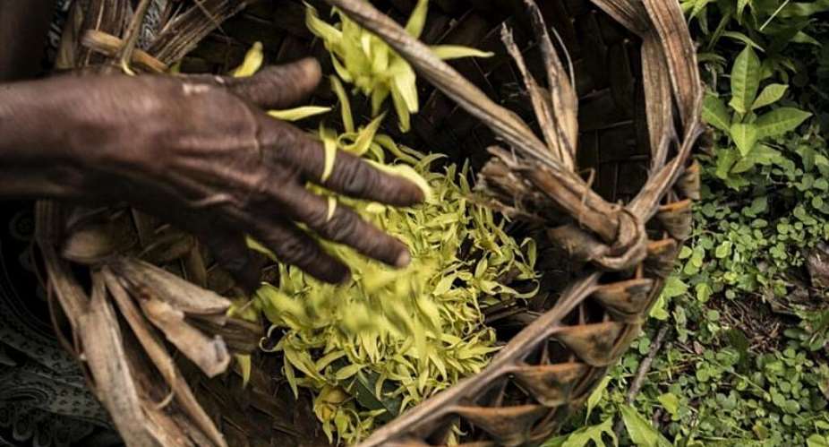 Meet the NGOs striving to save the last forests of the Comoros