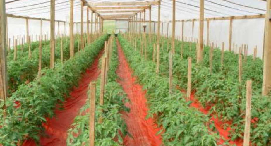 Participants call for promotion of greenhouse farming in Ghana
