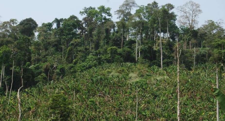 Ghanas forest to deplete in 10 years if