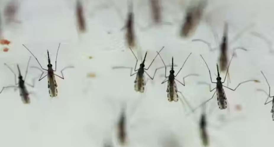 Genetically modified mosquitoes and malaria in Africa: top scientist shares latest advances