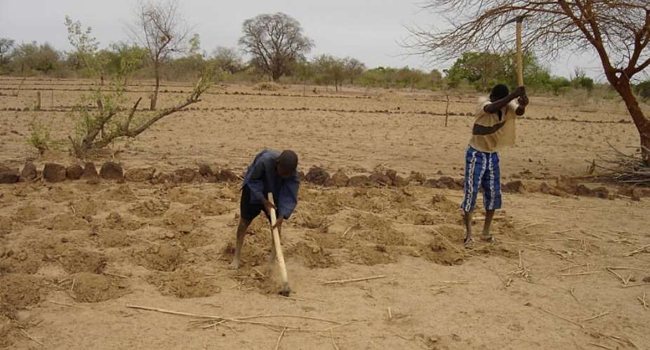 Agricultural workers prepare a za field in Burkina Fasos Yatenga Province in 2007. The traditional technique involves digging small pits that capture rainwater and concentrate nutrients, helping crops survive in dry conditions. -  Edmond Hien/IRD
