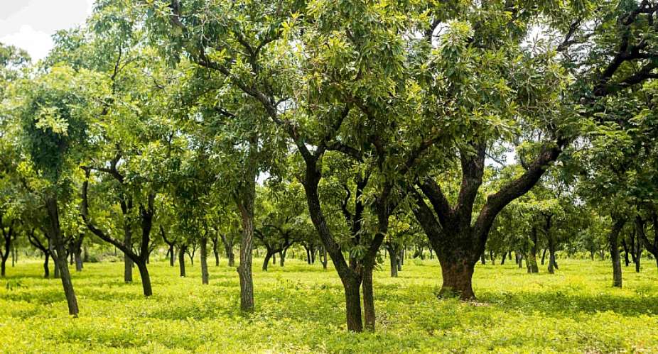 Ghana Gets 54.5m Project From Green Climate Fund To Reduce Deforestation, Carbon Emissions In Shea Landscape
