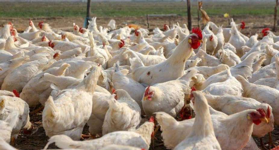 Bird Flu kills over 6,000 poultry birds in Tema West