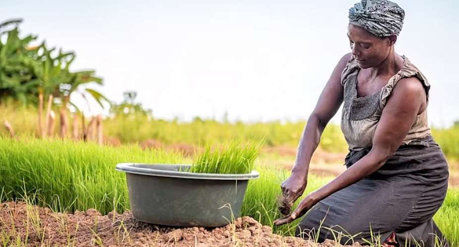 Sierra Leone’s women farmers use a custom called bora to access land – but it’s making them more vulnerable
