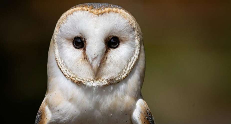 A file photo of a barn owl taken at the Espace Rambouillet forest and wildlife park in Rambouillet, France, taken on July 31, 2026. -  Joel Saget, AFP