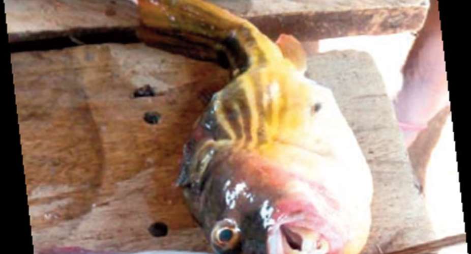 Kpando Assembly Bans Killer Fish