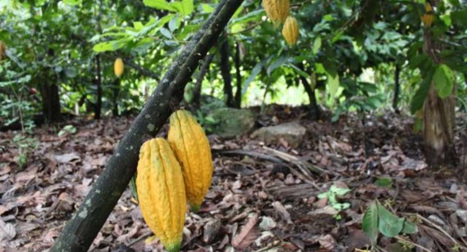 Ghana, Ivory Coast Secure 600M To Rehabilitate Cocoa Farms