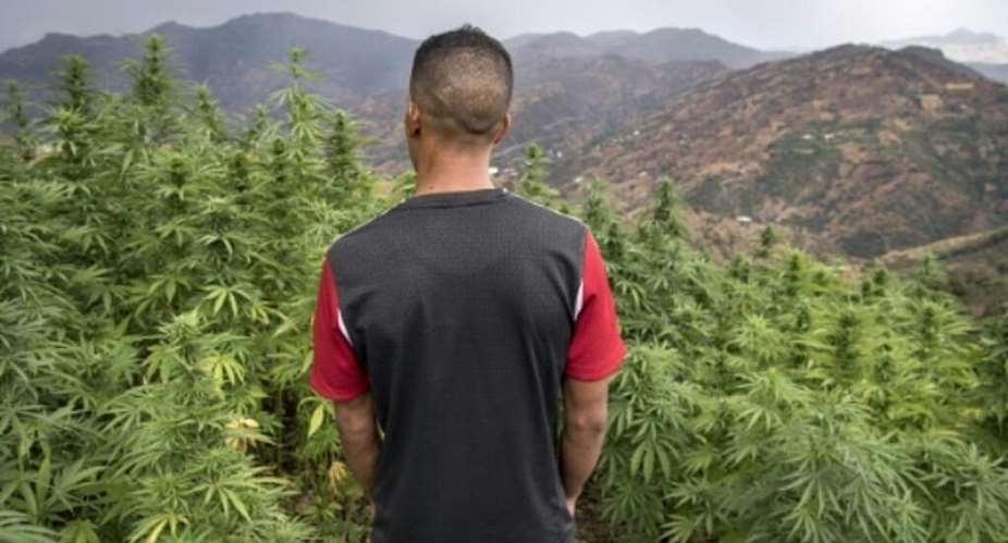 Morocco pardons nearly 5,000 cannabis farming convicts