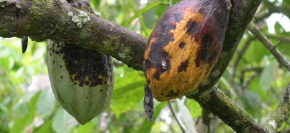 Mitigating the Impact of Cocoa Swollen Shoot Virus Disease in Atwima Mponua