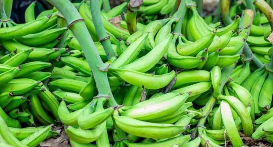 Man jailed for stealing plantain