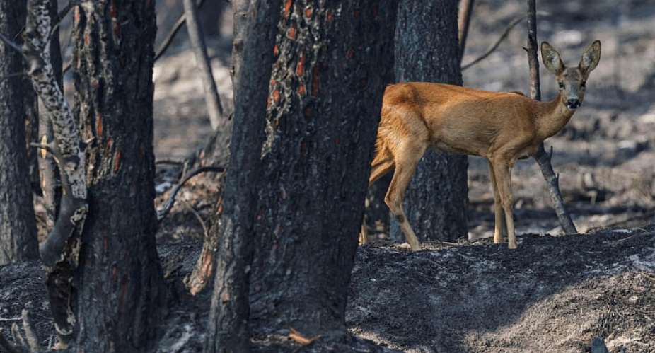 A deer walks in a forest as a wildfire burns in Le Temple, in southwestern Frances Gironde department, amid drought conditions following a heatwave and water shortages across much of France, 29 July. - REUTERS - Yves Herman