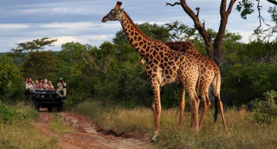 Top 5 African Safari Destinations For An Unforgetable Getaway