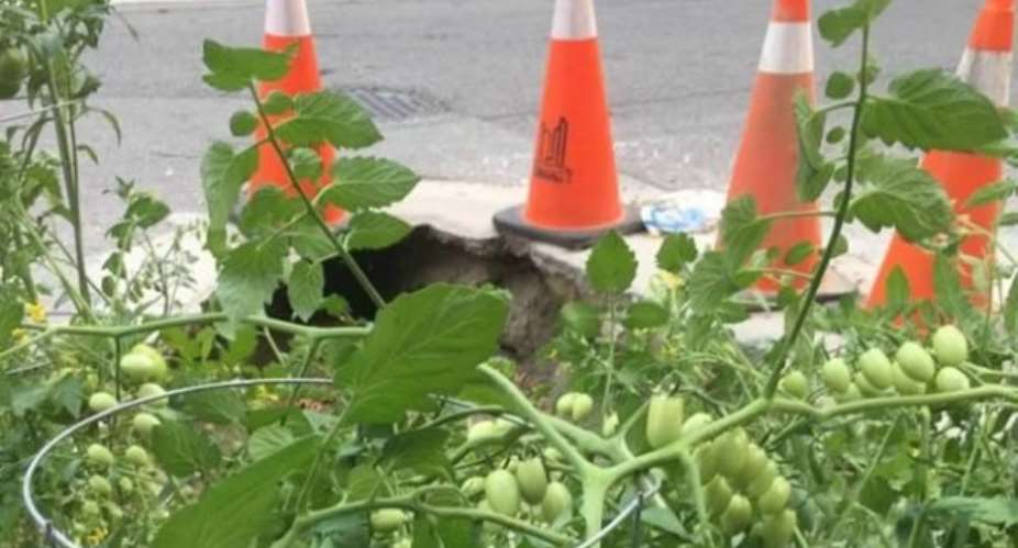 Toronto Residents Put Neglected Pothole To Good Use, Turn It Into A Tomato Garden
