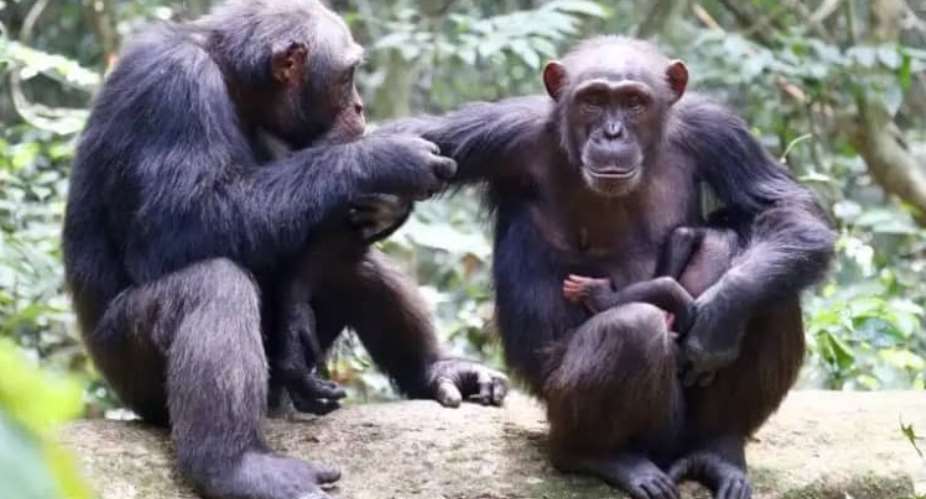Potential of chimps food could lead to unmasking treatment of human cancers and others