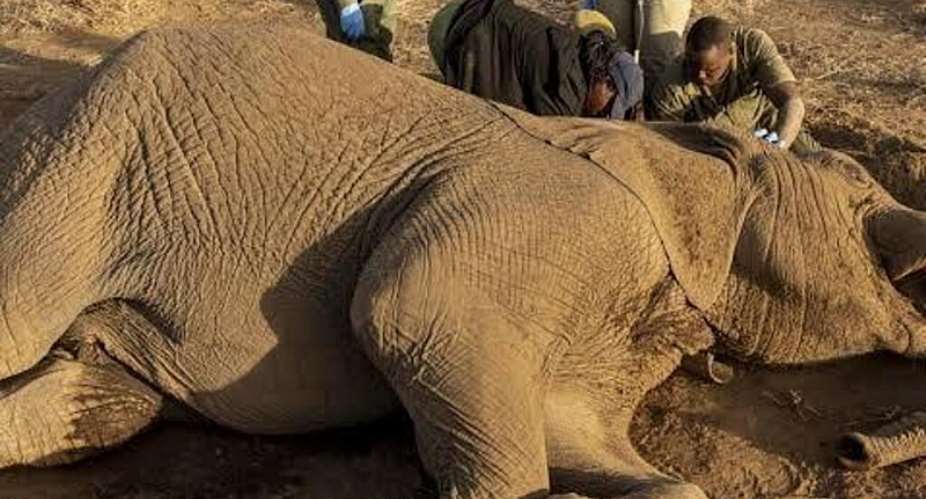 A mystery affliction has killed at least 20 elephants, mostly females or young males, since June in Kenya. -  SIMON MAINA / AFP