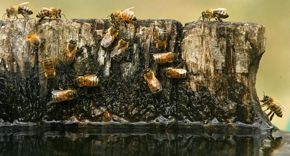Bees collect water to mix with pollen as part of the honey-making process, but persistent drought and successive heatwaves are making this more challenging. -  ASSOCIATED PRESS - Jacquelyn Martin