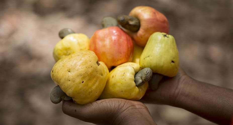 Its About Time For Ghana To Cash-In On Cashew