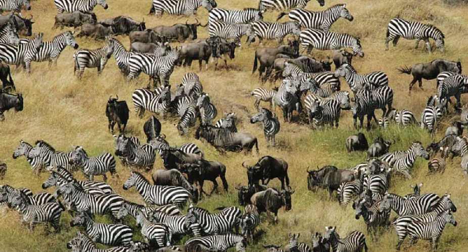 From Ghana to Kenya, The Untamed Beauty of African Safari Parks