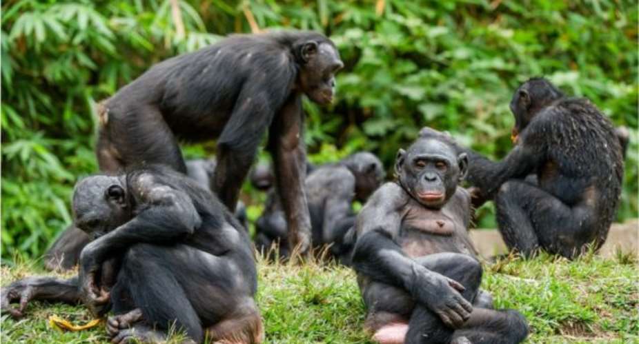Bonobos form complex social groups - Getty Image