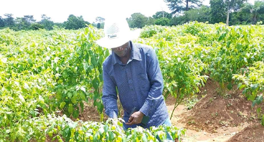 More farmers in Bono East switch to vegetable production to growing demand