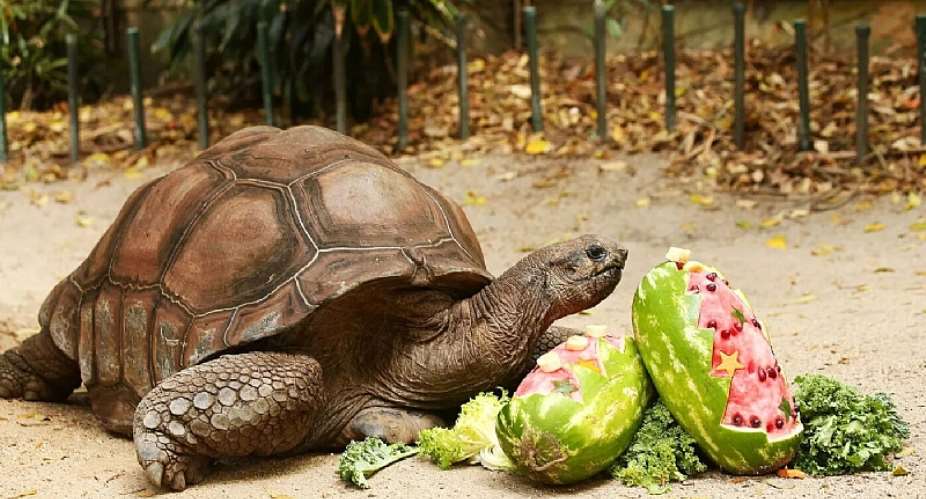 Nigerias Tortoise Syndrome: How Politicians Corner Palliatives Meant for All