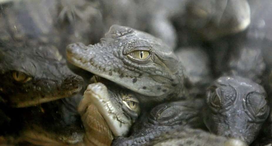 Zoos typically hatch Nile crocodile eggs in carefully controlled incubators. -  Khaled Desouki, AFP