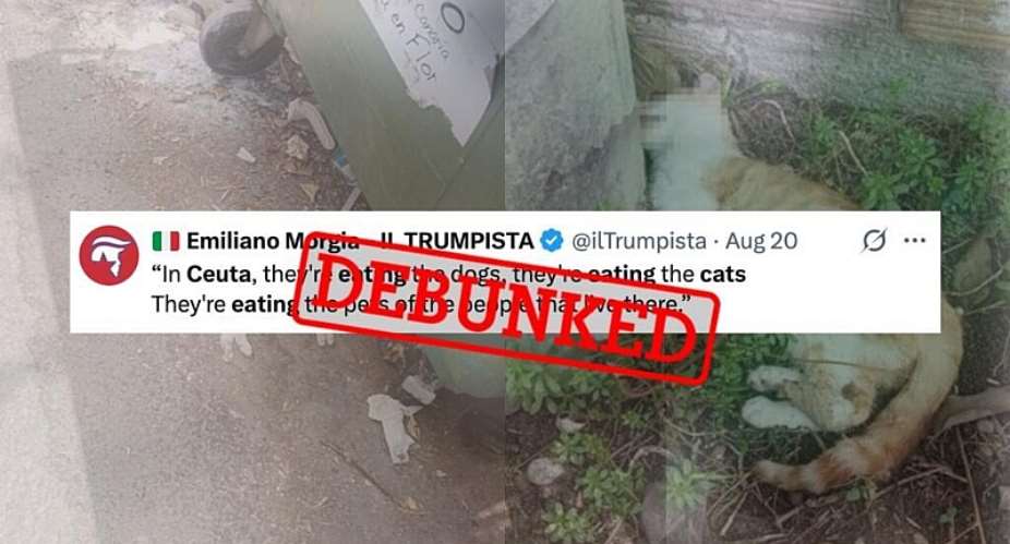 Since mid-August, social media users have been sharing photos that they claim show cats killed by migrants in the Spanish enclave of Ceuta. It turns out, however, that these images were taken back in 2025 in different parts of Spain. -  Montage by the Observers