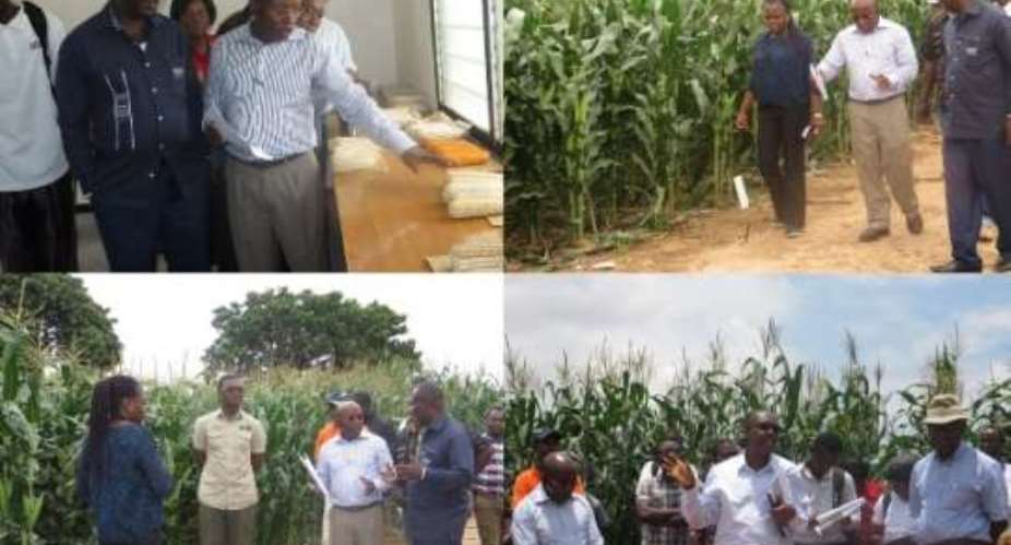 WACCI to release three new varieties of maize