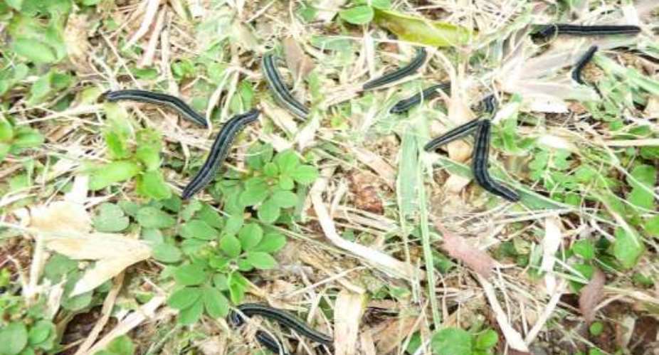 Fall army worm destroy maize farms in Asutifi North District