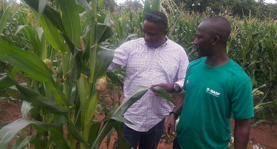 MOFA Records Huge Success In The Fight Against Armyworms In The North With Bumper Crop Expected