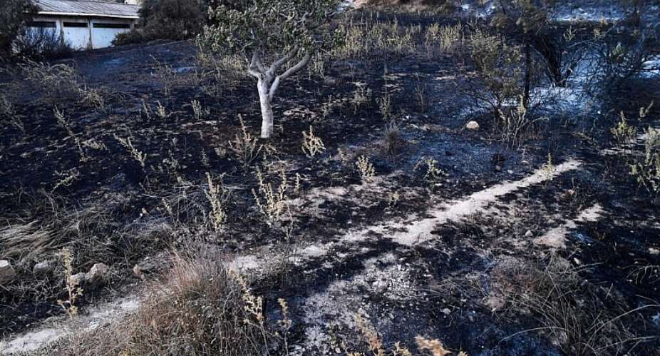 A charred charred landscape lines the hillside after a fire in Hammam Melouane, Algeria, on July 19, 2026. -  Fateh Guidoum, AP