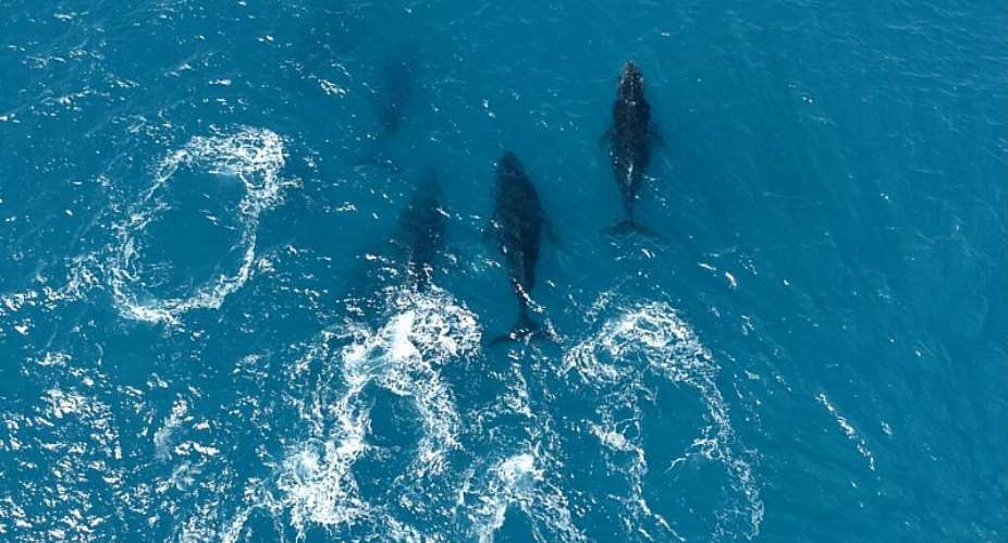 The warm waters off the coast of Brazil are the largest breeding ground for Southern Atlantic humpbacks -  Jose OSORIO / AFP