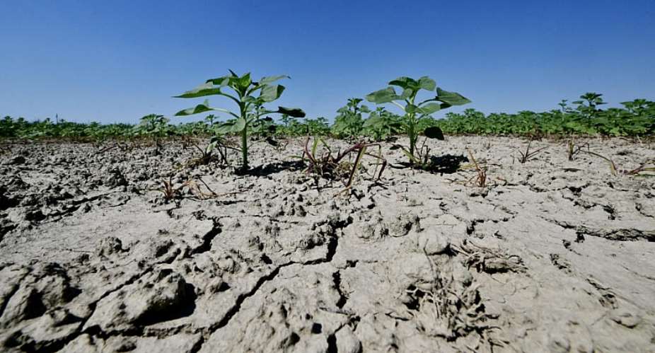 A sunflower field near the Po River Delta at Scardovari, northeast Italy, 26 June. -  STEFANO RELLANDINI / AFP