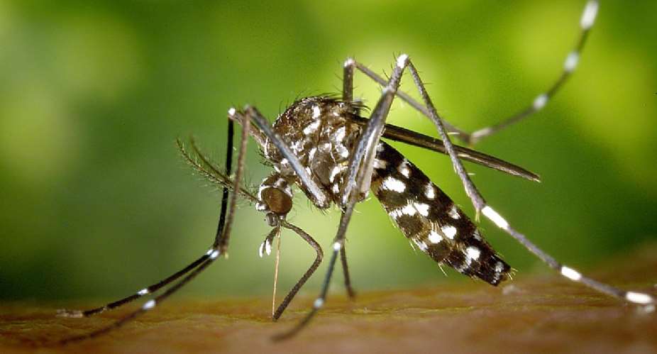 Mosquitoes Are Becoming Europes Problem Too: What the Frankfurt Deaths Reveal