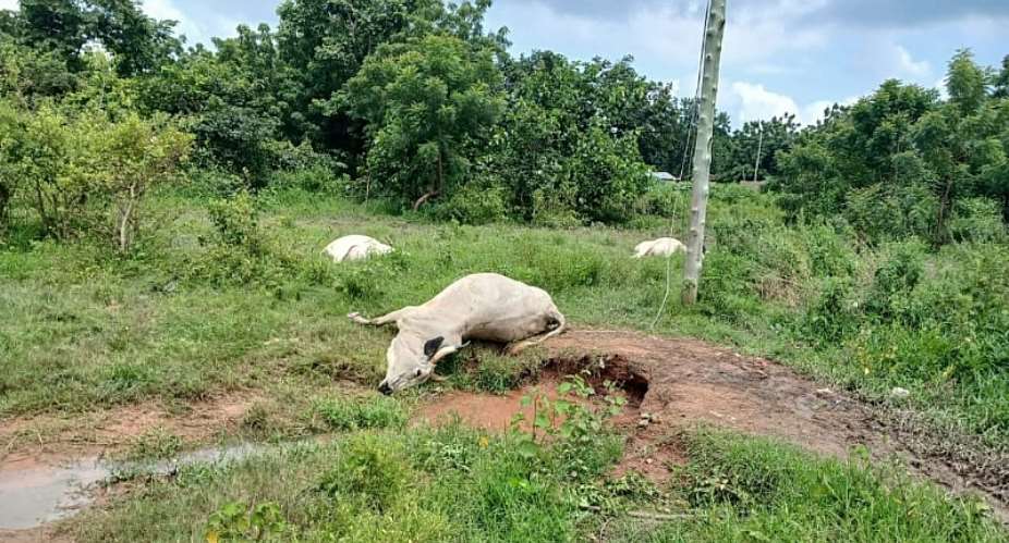 Fallen live electricity cable kills 10 cattle at Abrewanko