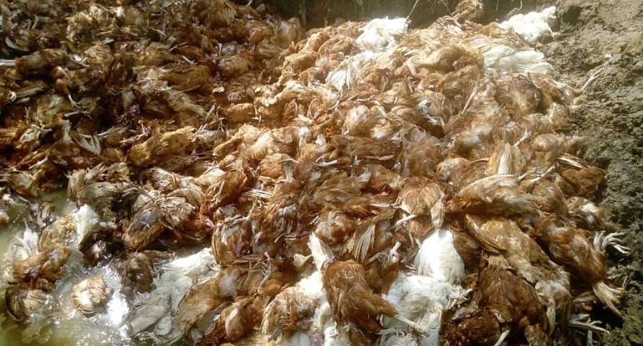 Bird Flu strikes in Bibiani as sixth farm affected in two weeks