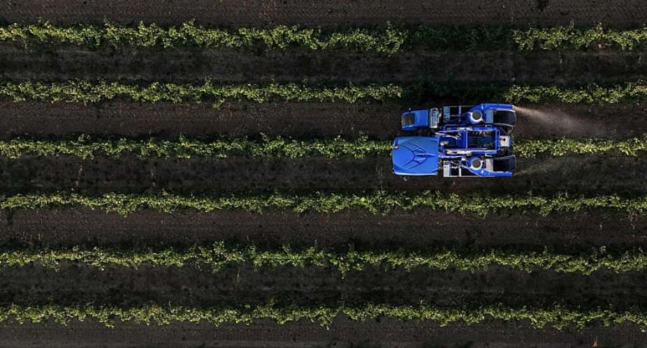 A farm worker at a wine cooperative in the Var, southern France, on 17 August 2026. Agricultural workers are particularly exposed to extreme heat, which can also increase their exposure to pesticides used on crops. -  Miguel Medina / AFP